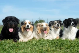 تعرف على أنواع الكلاب المختلفة