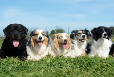 تعرف على أنواع الكلاب المختلفة