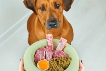 جدول تغذية الكلاب اليومي: نصائح مهمة