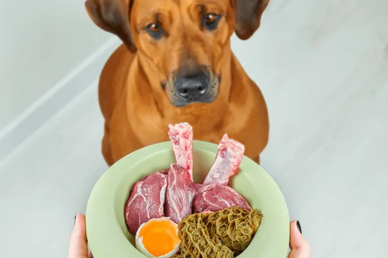 جدول تغذية الكلاب اليومي: نصائح مهمة