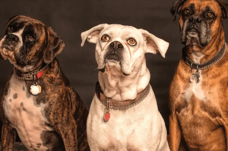 أفضل أنواع الكلاب المنزلية : دليل شامل لاختيار الكلب المثالي