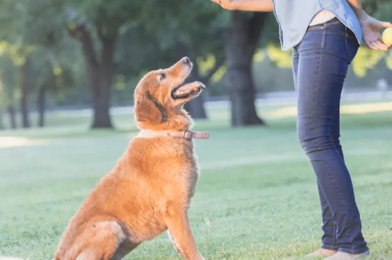 خطوات وأساليب تدريب الكلاب