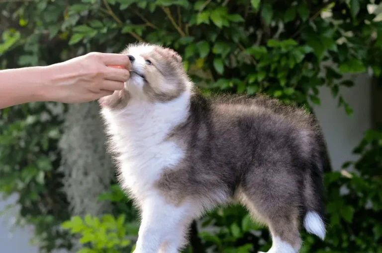 كيفية تدريب جرو الكلب منذ الصغر