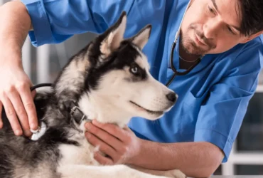 كيفية الحفاظ على صحة الكلاب