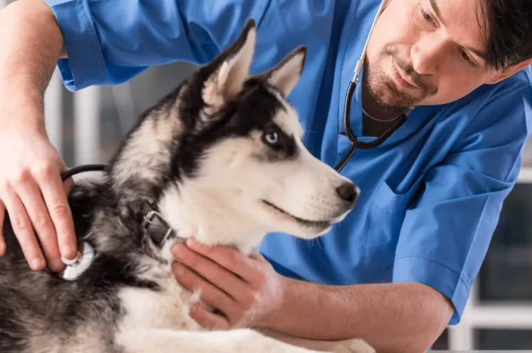 كيفية الحفاظ على صحة الكلاب