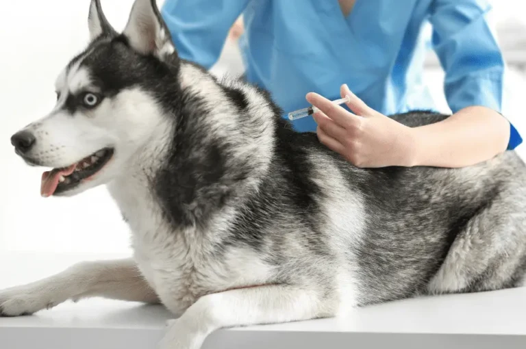 تعرف على تطعيمات الكلاب الأساسية