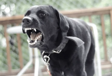 كيف تتعامل مع عدوانية الكلاب؟