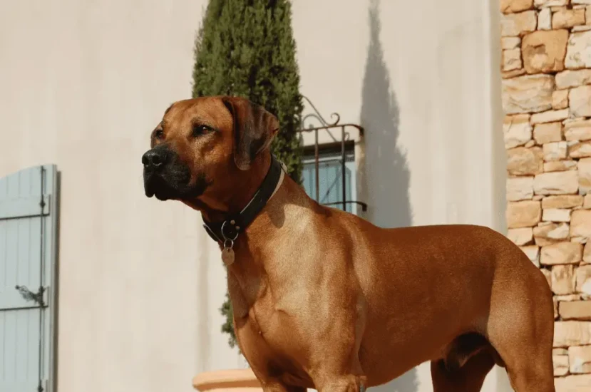 مميزات كلاب الحراسة : كل ما تحتاج معرفته