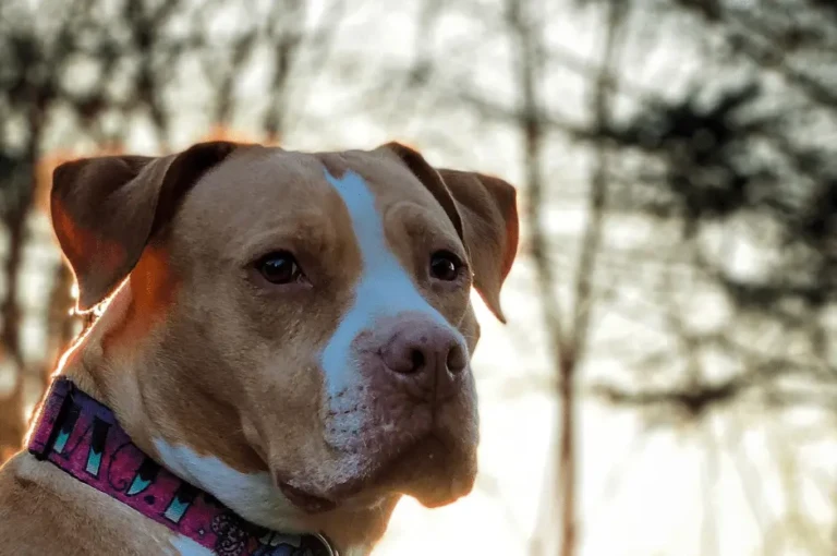 كيفية الحفاظ على صحة كلاب الحراسة