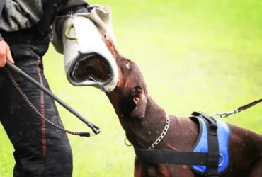 خطوات تدريب جرو دوبرمان