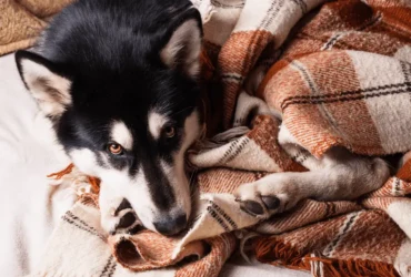 تجهيزات الشتاء للكلب الهاسكي : دليل كامل