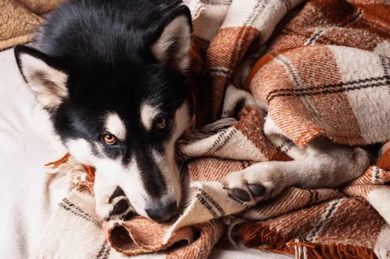 تجهيزات الشتاء للكلب الهاسكي : دليل كامل