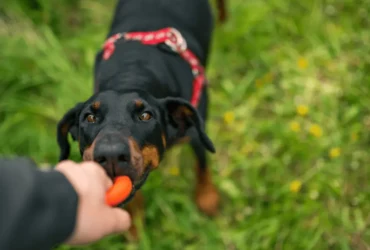 تعلم كيفية تدريب كلاب دوبر مان بطريقة صحيحة