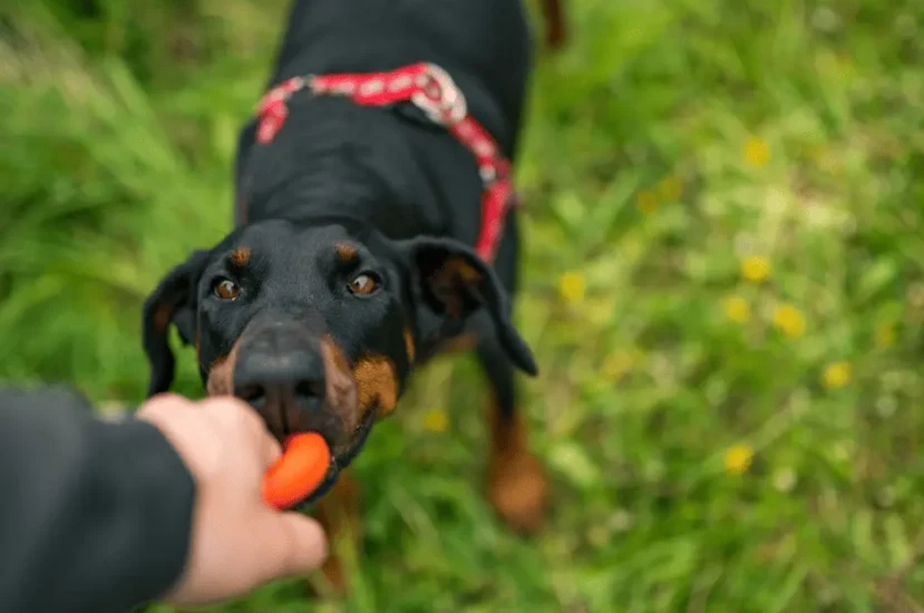 تعلم كيفية تدريب كلاب دوبر مان بطريقة صحيحة
