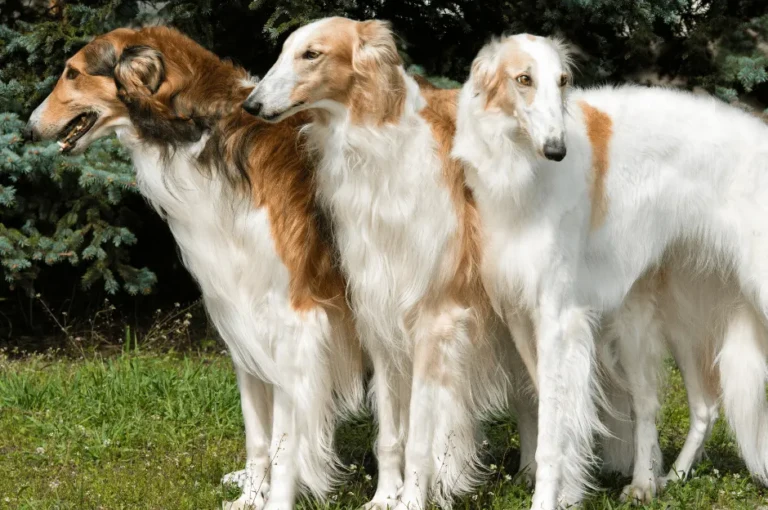 أفضل سلالات كلاب سلوقي : دليل شامل