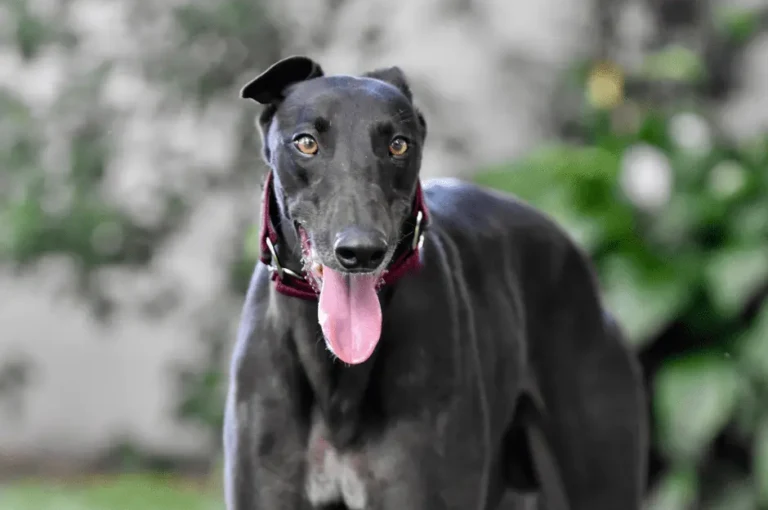 تاريخ واصل كلاب السلوقي