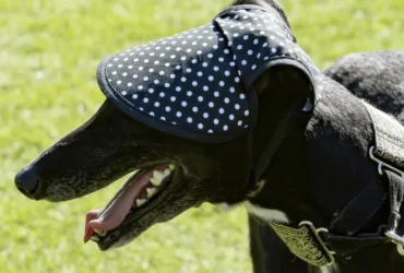 كيفية التعامل مع مشاكل سلوك كلاب سلوقي