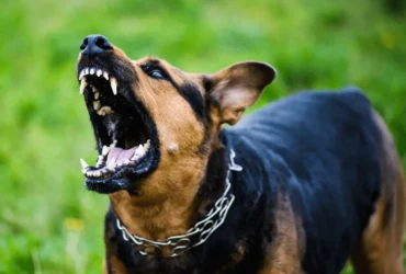 كيفية التعامل مع مشاكل سلوك كلاب دوبر مان