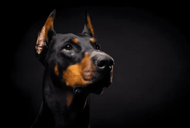 شخصية كلاب دوبر مان : صفات وسلوكيات