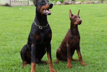 مميزات كلاب دوبر مان : كل ما تحتاج معرفته