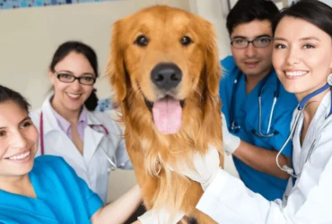 الأمراض الشائعة في كلاب جولدن وكيفية الوقاية منها