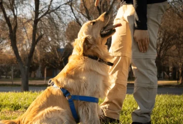 كيفية تدريب كلاب جولدن بطريقة صحيحة