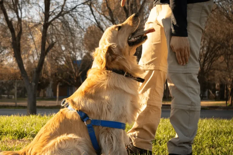 كيفية تدريب كلاب جولدن بطريقة صحيحة