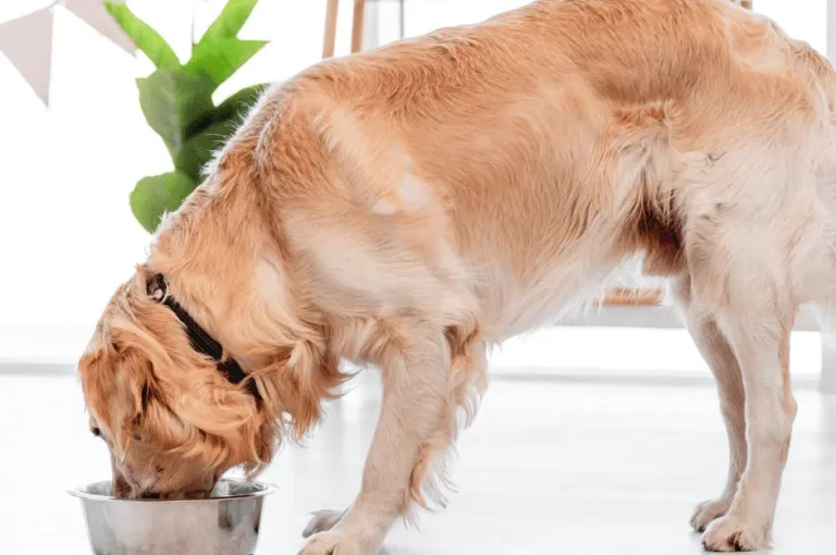 تغذية كلاب جولدن : الدليل الشامل لتغذية كلبك