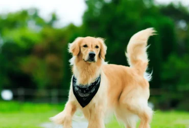 كل ما تحتاج معرفته عن كلاب جولدن