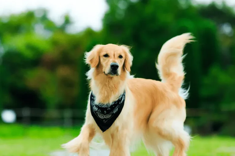 كل ما تحتاج معرفته عن كلاب جولدن