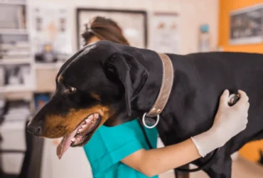 كيفية الحفاظ على صحة كلاب البوليسي