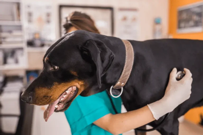 كيفية الحفاظ على صحة كلاب البوليسي