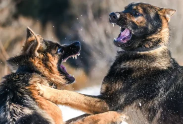 كيفية التعامل مع مشاكل سلوك كلاب البوليسي