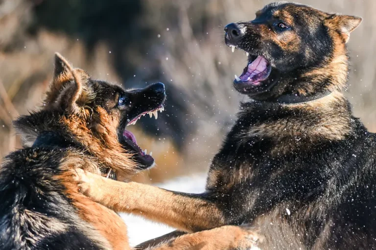 كيفية التعامل مع مشاكل سلوك كلاب البوليسي