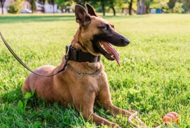 مميزات كلاب البوليسي : كل ما تحتاج معرفته