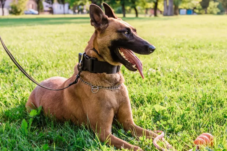 مميزات كلاب البوليسي : كل ما تحتاج معرفته