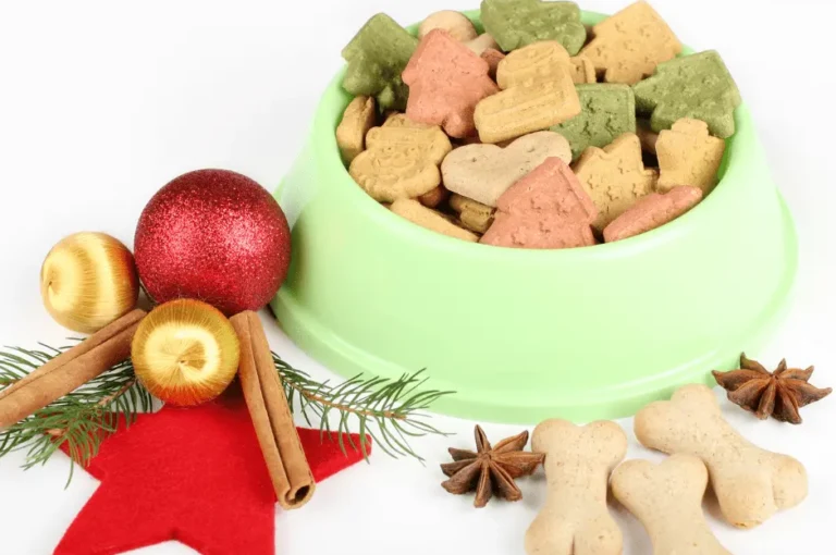 نصائح ذهبية لتغذية الكلب الهاسكي