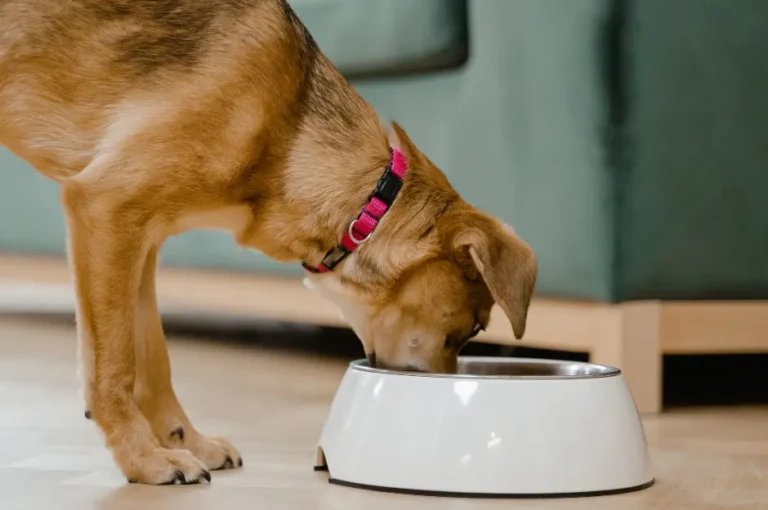 أفضل أنواع الطعام لكلاب البوليسي