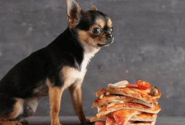 أفضل أنواع الطعام لكلاب شيواوا