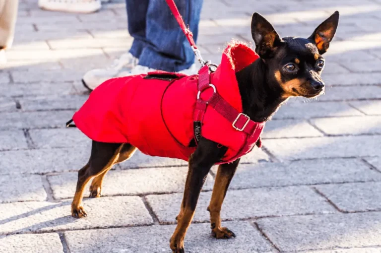 كيفية تدريب كلاب شيواوا بشكل فعال
