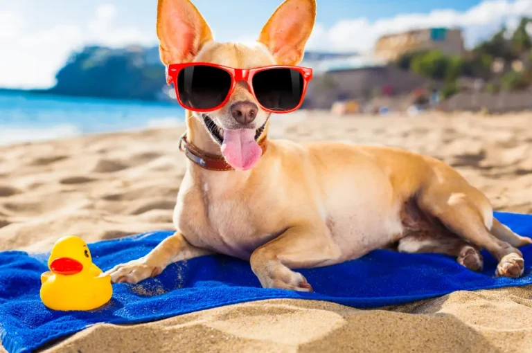 أفضل سلالات كلاب شيواوا