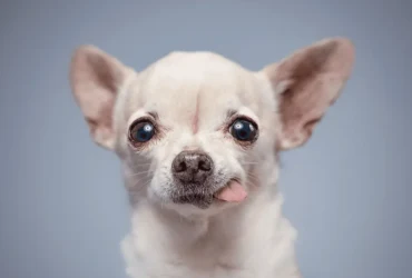 تاريخ كلاب شيواوا : أصولها العميقة وتطورها