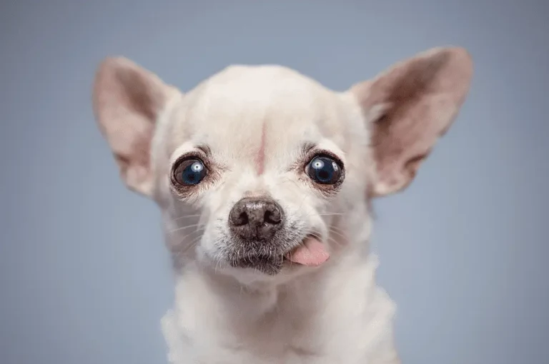 تاريخ كلاب شيواوا : أصولها العميقة وتطورها