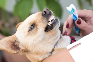 كيفية الحفاظ على صحة كلاب شيواوا