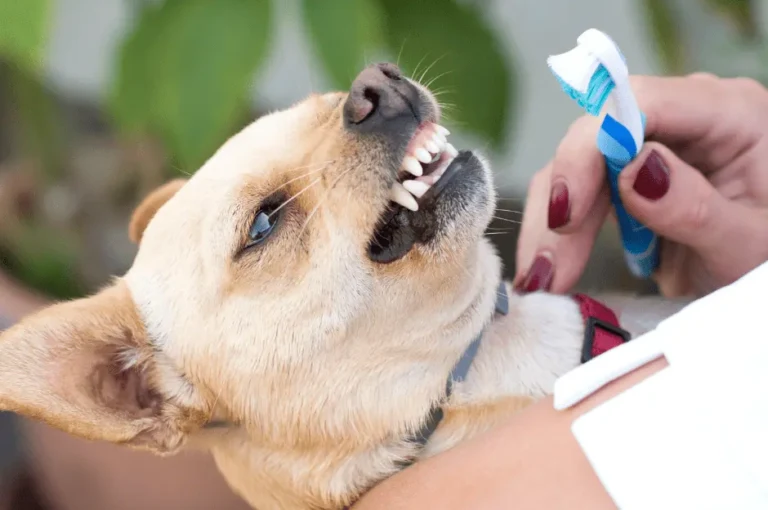 كيفية الحفاظ على صحة كلاب شيواوا