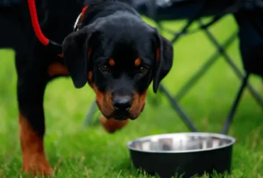 النظام الغذائي المثالي لكلاب الرود فيلر