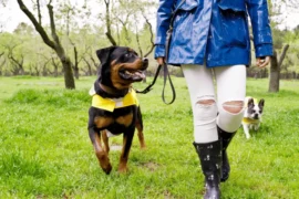 نصائح لتدريب كلاب الرود فيلر على الطاعة