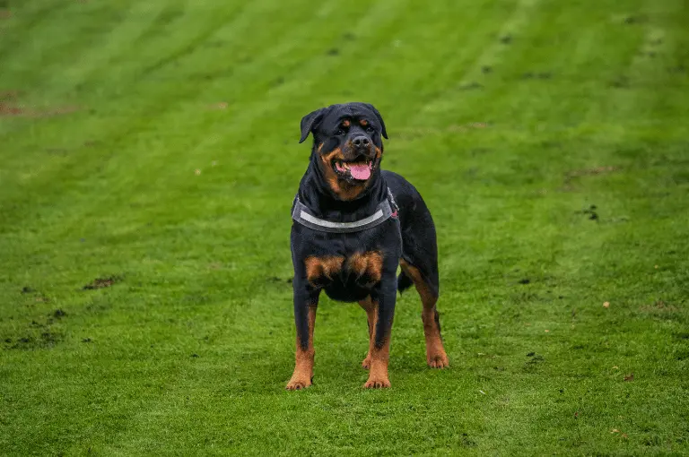 تعرّف على شخصية كلاب الرود فيلر