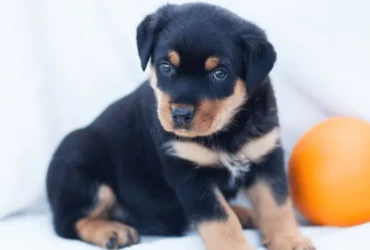 كيف تتبنى كلب رود فيلر