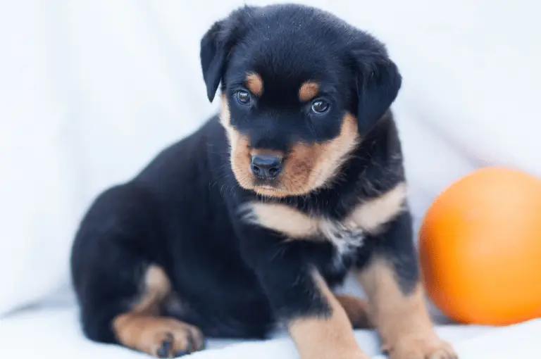 كيف تتبنى كلب رود فيلر